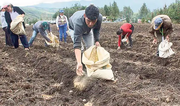 Habrá más urea en el país: gobierno adquiriría hasta 100.000 toneladas