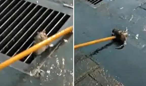 Rata queda atrapada en la rejilla de una alcantarilla y recibe inesperada ayuda