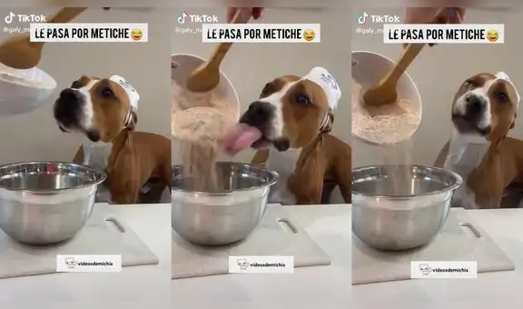 Travieso perrito no deja cocinar a su dueña y ella sin querer le echa harina en los ojos