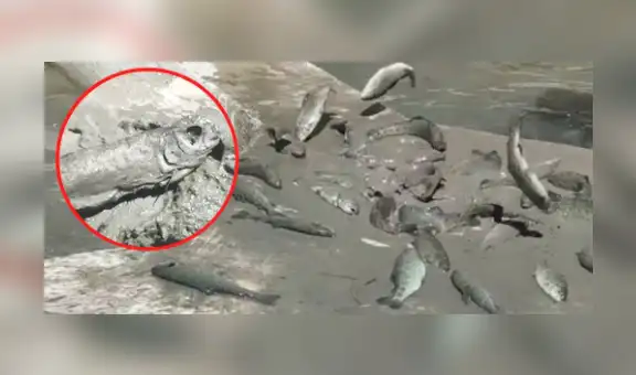 Prohíben comercialización de truchas para consumo humano tras contaminación del río Chillón