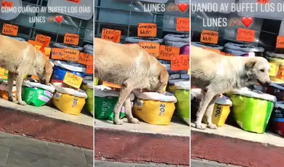 Perrito callejero degusta de un buffet de croquetas al ‘robarlas’ de una tienda