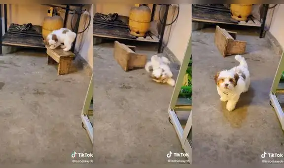 Tierno perrito se sube a una silla para jugar con su dueña, pero pierde el equilibrio y cae