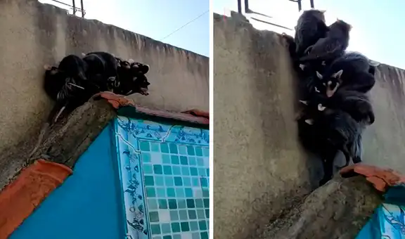 Mamá zarigüeya arriesga su vida al llevar a sus bebés en su espalda mientras cruza los techos