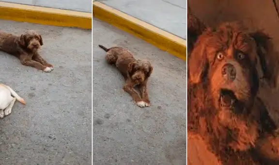 Encuentran a un perro parecido al del “Narrador de cuentos” en una calle y se vuelve viral
