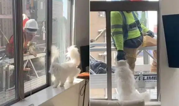 Gatito se hace ‘amigo’ de los albañiles que trabajaban en su casa y los acompaña en su jornada