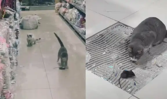 Gato intenta cazar un ratón en el pasillo de una tienda, pero este logra escaparse