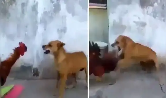 Gallo jalacunca hace frente al ataque de perro callejero y se defiende hasta el final