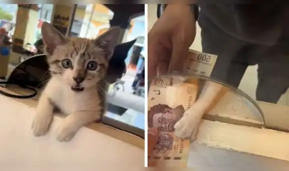 Local de zapatería ‘contrata’ a gatito como cajero y este recibe el dinero de los clientes