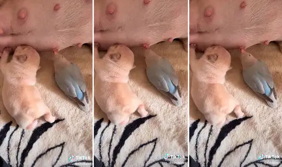 Lorito sorprende al beber leche de la mama de una perrita como si fuera una de sus crías