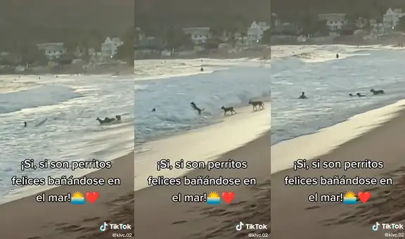Perritos ‘veraniegos’ son captados disfrutando de unos refrescantes chapuzones en el mar