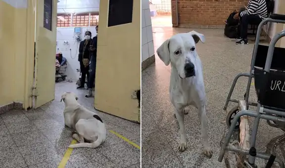 Perrita acompaña a su dueña al hospital y se rehúsa a salir hasta verla recuperada