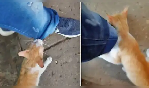 Gatito no deja que hombre se retire de su trabajo y comportamiento lo conmueve