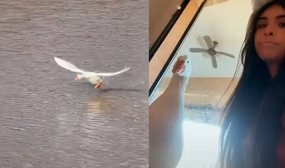 Pato ‘corre’ sobre el agua para encontrarse con su dueña que no veía hace tiempo