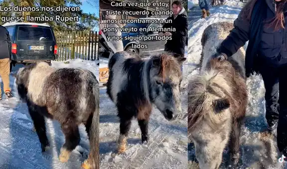 Poni ‘viejito’ enternece en TikTok con su atento trato para ofrecer su compañía a turistas 