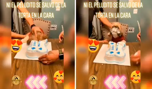 Cuidadores juegan broma del pastel a su perrito mientras le cantan “Happy birthday”