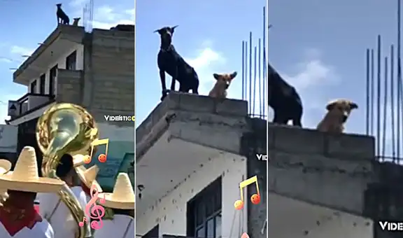 Perrito baila desde el techo de su casa mientras ve pasar una banda musical en vivo
