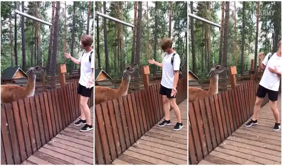 Turista intenta acariciar a un guanaco, pero recibe inminente escupitajo