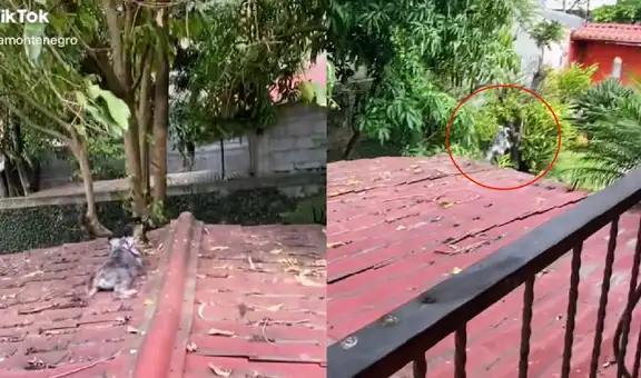 Perrito intenta atrapar a un gato, pero corre rápido y termina cayendo del techo de su casa