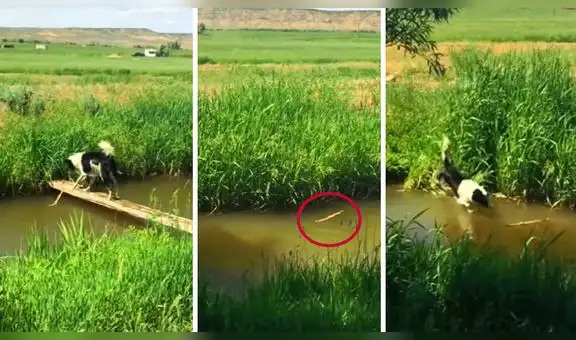 Perrito aprende a jugar con una ramita de árbol sin ayuda de ninguna persona