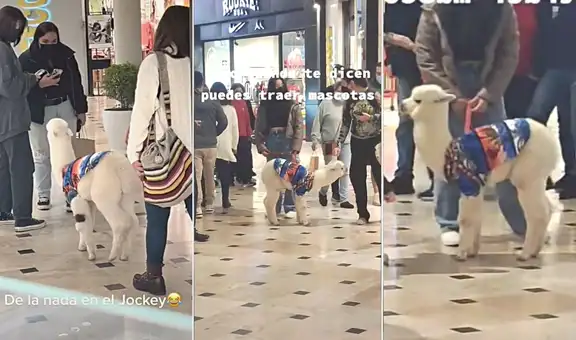 Centro comercial permite el ingreso de mascotas y joven lleva a su alpaca bebé
