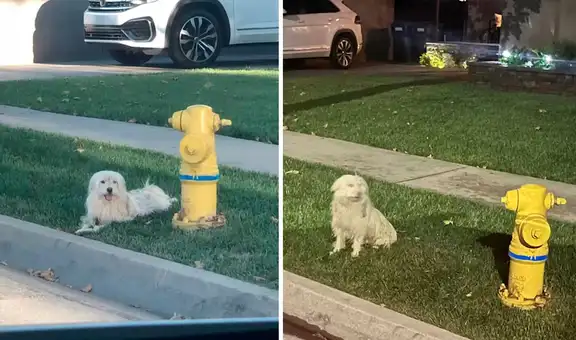 Perro se rehúsa a dejar el sitio donde lo abandonaron sus dueños a la espera de que vuelvan