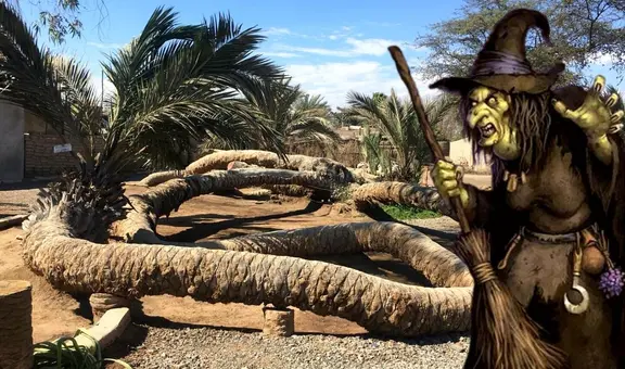 La palmera de 7 cabezas: una atracción turística de Ica conocida por sus misterios