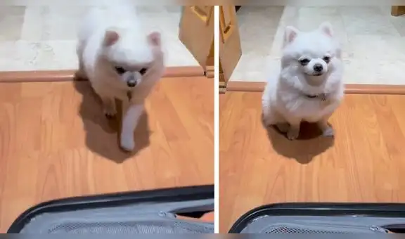 Perrito se pone a llorar tras escuchar los regaños de su dueña porque se irá de viaje sin él