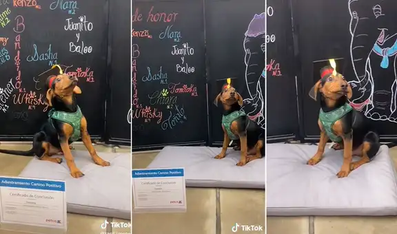 Perrito se gradúa de escuela de adiestramiento y posa ‘orgulloso’ con su diploma