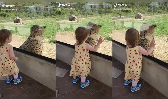 Niña juega con leopardo a través de ventana del zoologico y felino tiene inesperada reacción