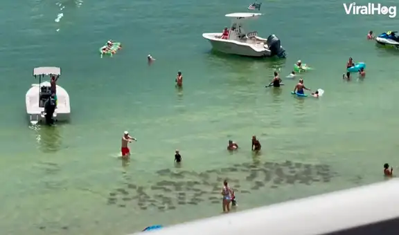 Grupo de mantarrayas sorprende a bañistas al nadar cerca de la orilla en una playa de Miami