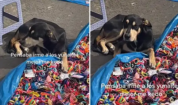 Perrito cuida el negocio de su dueño vendedor ambulante mientras él se ausenta