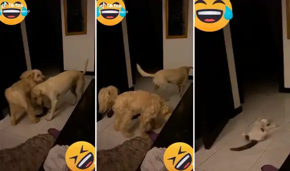 Astuto gatito se ‘desmaya’ para evitar que sus amigos perrunos lo molesten