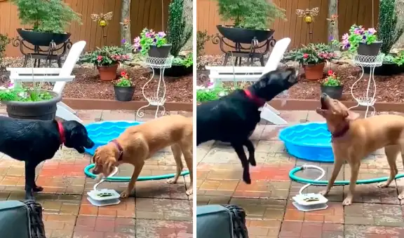 Perro encuentra una divertida forma de jugar con su amigo al lanzarle chorros de agua al rostro