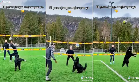 Perrito muestra sus grandes dotes de deportista en un encuentro de vóley con sus dueños