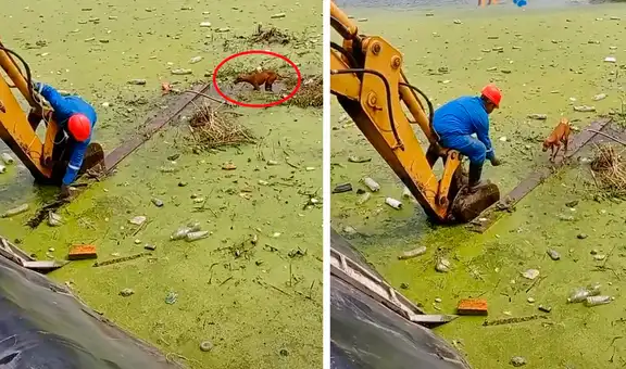 Trabajadores usan escavadora para salvar a perrito que estaba atrapado en zona petrolera