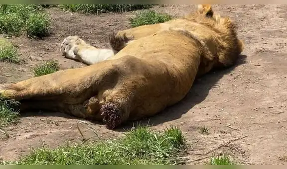 Leones en fundación se estarían comiendo a sí mismos por hambre