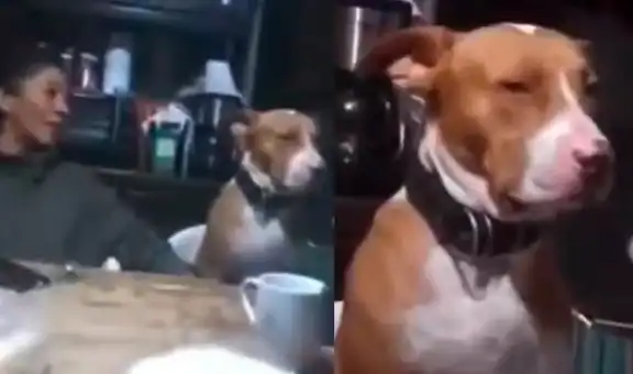 Perrito se enoja y mira con indignación a su dueña cuando lo critica frente a su familia