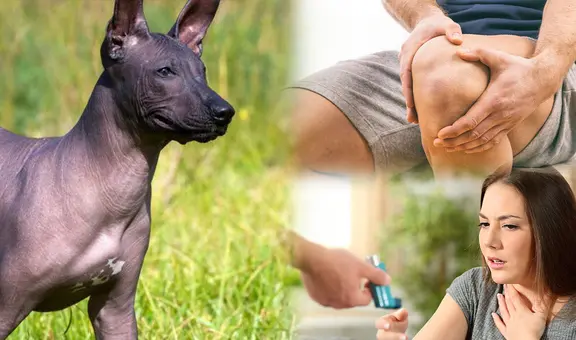 ¿Cura la artritis o el asma? Mitos y verdades acerca del perro peruano sin pelo 