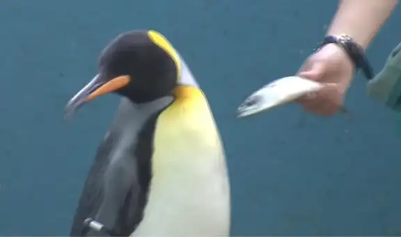 Acuario japonés compra pescado barato por la inflación y pingüinos rechazan la comida