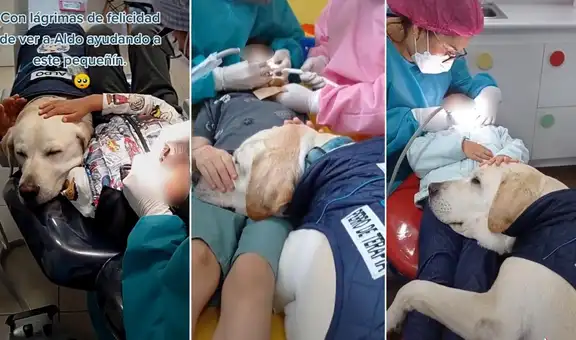 Perrito ‘asistente dental’ tranquiliza a los niños mientras el dentista los atiende