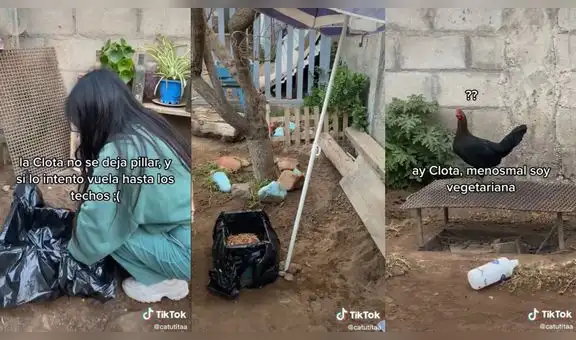 Joven descubre que una gallina salvaje visita su casa y le construye su propia cama
