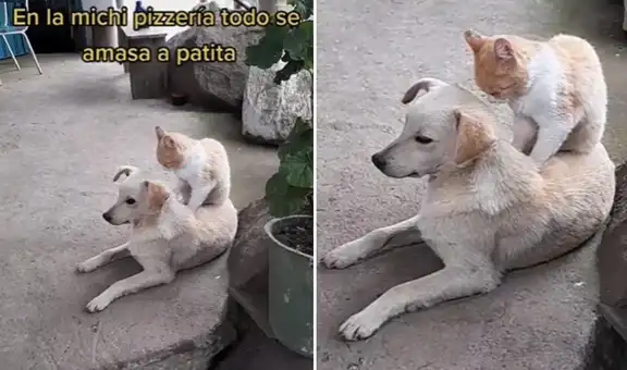 Perrito se relaja y disfruta de unos masajes con las patitas de su ‘amigo’ gatuno