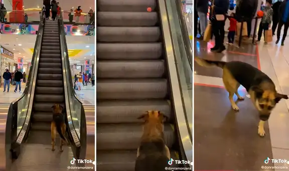 Perrito coloca su pelota en la escalera eléctrica y espera que los visitantes se la lancen