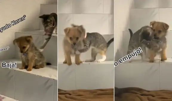 Gatito enseña a bajar las escaleras a un cachorro, pero pierde la paciencia y lo empuja
