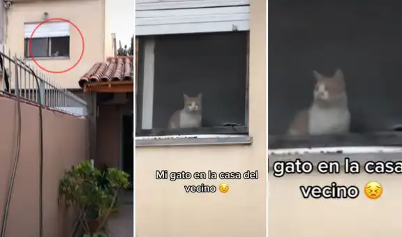 Joven sale a buscar a su gato perdido y lo encuentra en la ventana de la casa del vecino