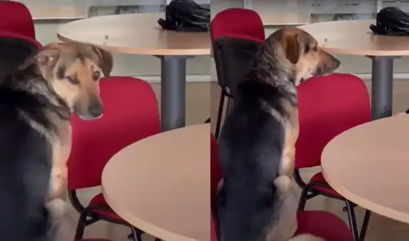 Perrito interrumpe una clase universitaria y se roba la atención de sus ‘compañeros’