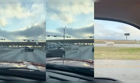 Mujer registra el momento en que se producía persecución policial de una vaca