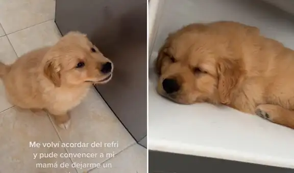 Perrito le ‘pide’ a su dueña que abra la puerta del refrigerador para dormir dentro