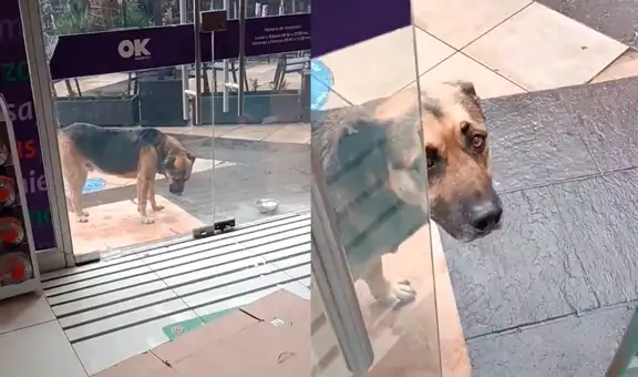 Perrito sin hogar se pone triste al ver que le cerraron la puerta de su tienda preferida