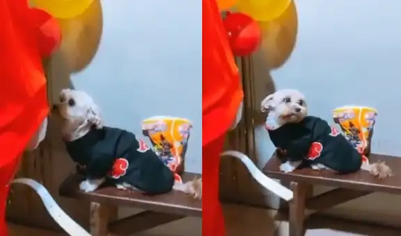 Perrito causa sensación en TikTok al estar disfrazado de personaje de “Naruto” en una fiesta otaku